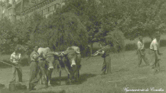 Ganaderia