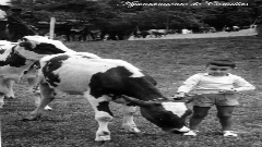 Ganaderia