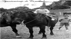Ganaderia