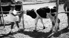 Ganaderia