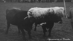 Ganaderia